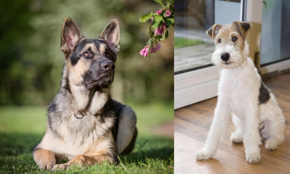 Wire Fox Terrier vs East European Shepherd - Breed Comparison