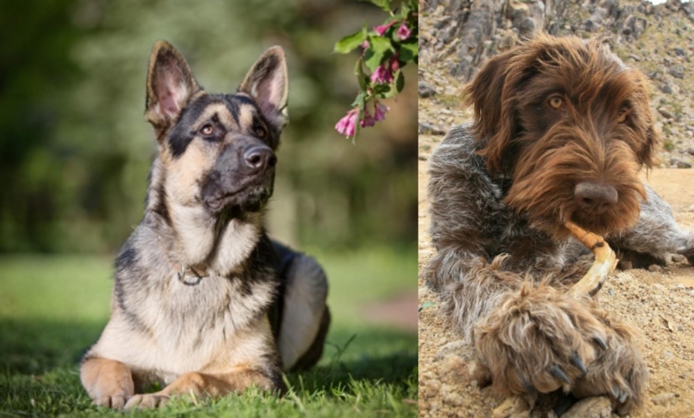 Wirehaired Pointing Griffon vs East European Shepherd - Breed Comparison