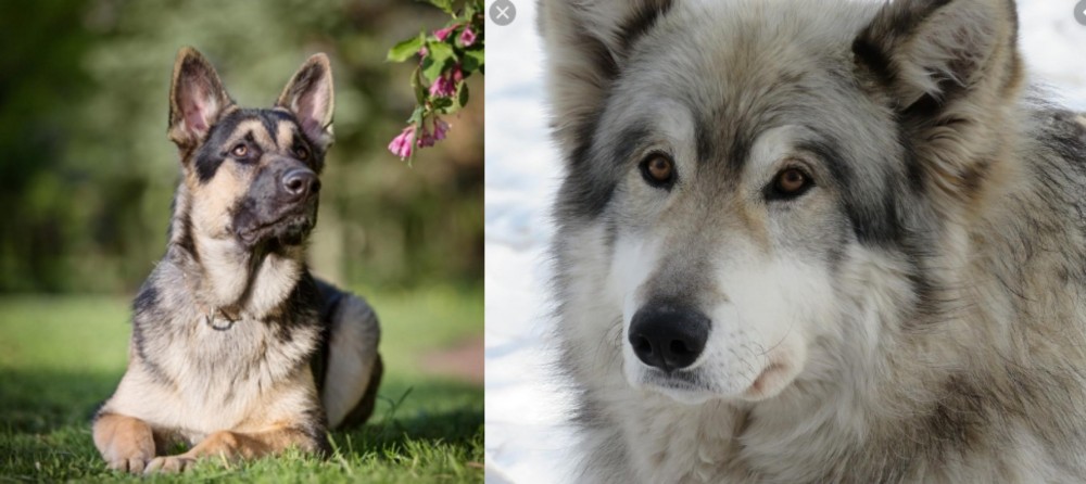 Wolfdog vs East European Shepherd - Breed Comparison