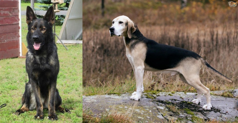 Dunker vs East German Shepherd - Breed Comparison