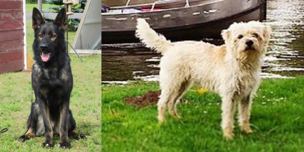 Dutch Smoushond vs East German Shepherd - Breed Comparison