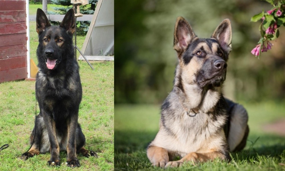 East European Shepherd vs East German Shepherd - Breed Comparison