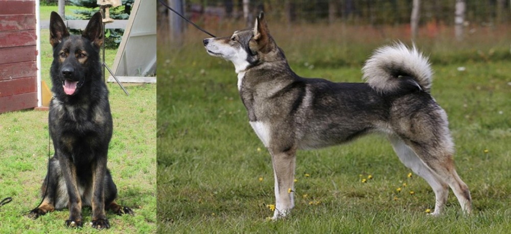 East Siberian Laika vs East German Shepherd - Breed Comparison