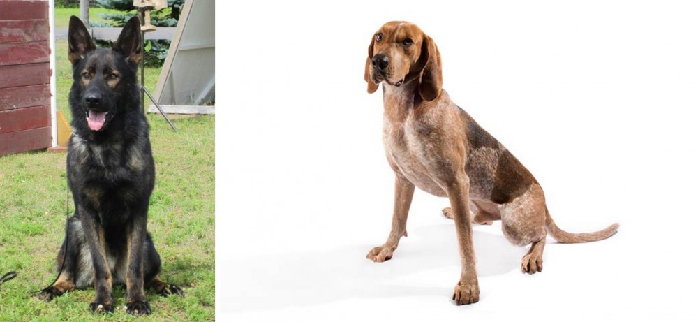 English Coonhound vs East German Shepherd - Breed Comparison
