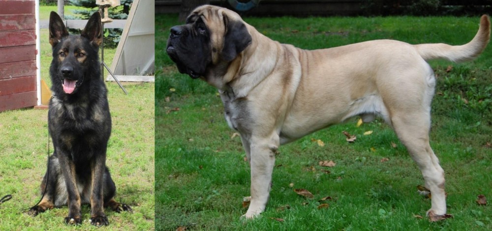 English Mastiff vs East German Shepherd - Breed Comparison