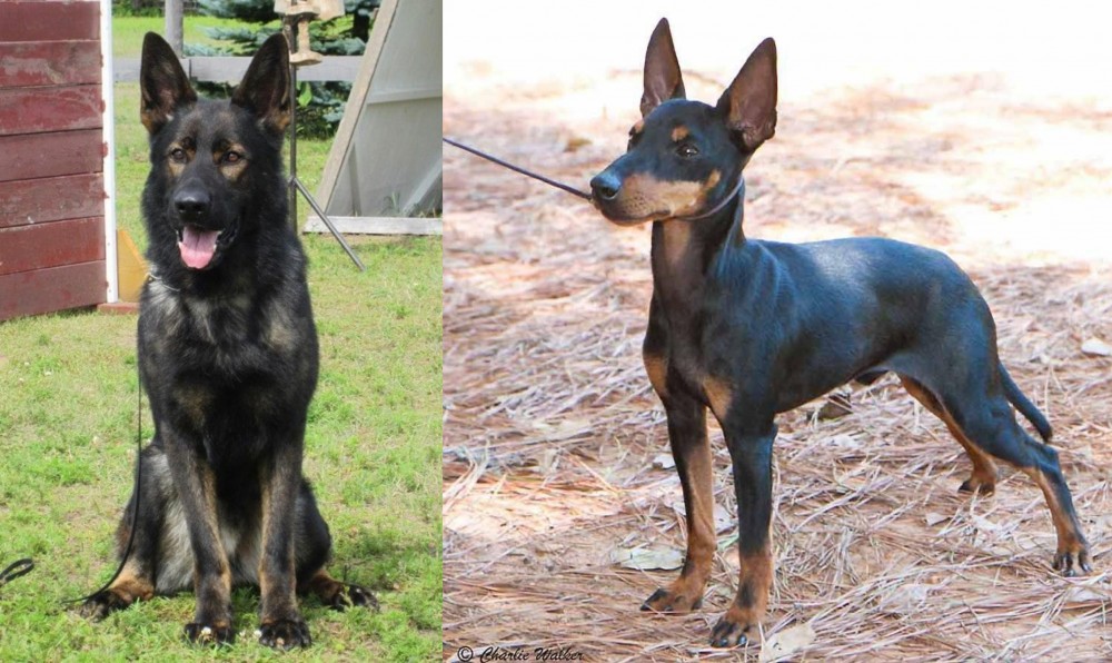 English Toy Terrier (Black & Tan) vs East German Shepherd - Breed Comparison