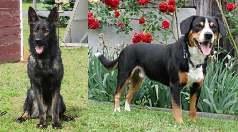 Entlebucher Mountain Dog vs East German Shepherd - Breed Comparison