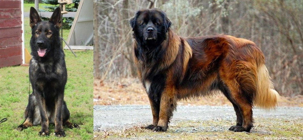 Estrela Mountain Dog vs East German Shepherd - Breed Comparison