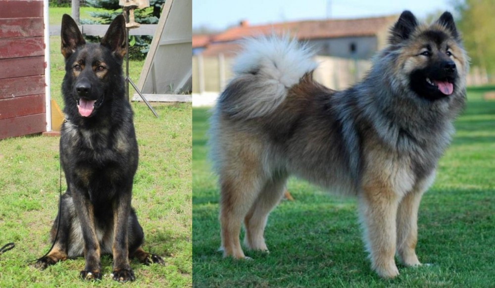 Eurasier vs East German Shepherd - Breed Comparison