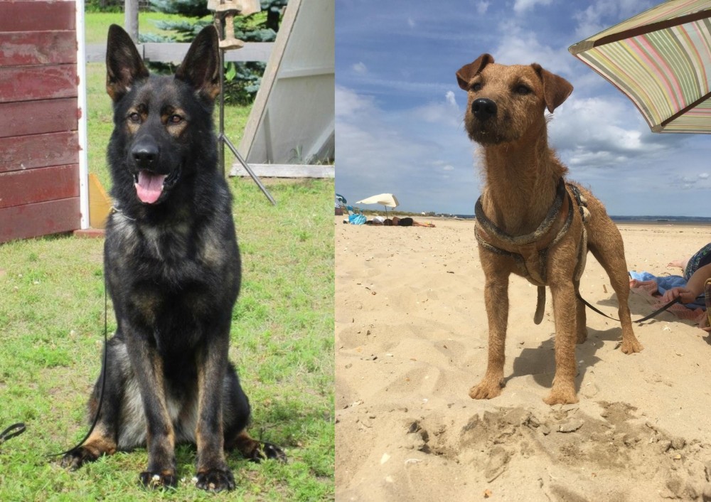 Fell Terrier vs East German Shepherd - Breed Comparison