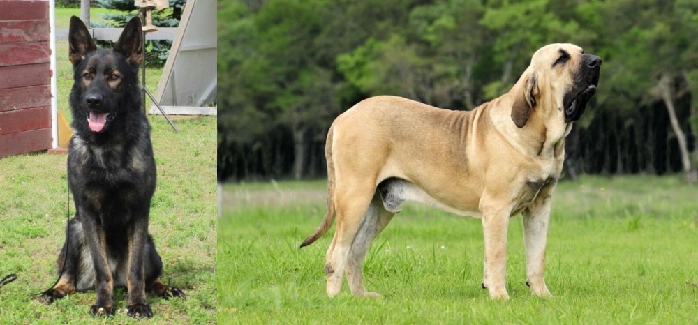 Fila Brasileiro vs East German Shepherd - Breed Comparison
