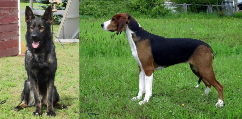 Finnish Hound vs East German Shepherd - Breed Comparison