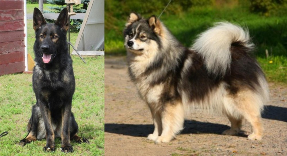 Finnish Lapphund vs East German Shepherd - Breed Comparison