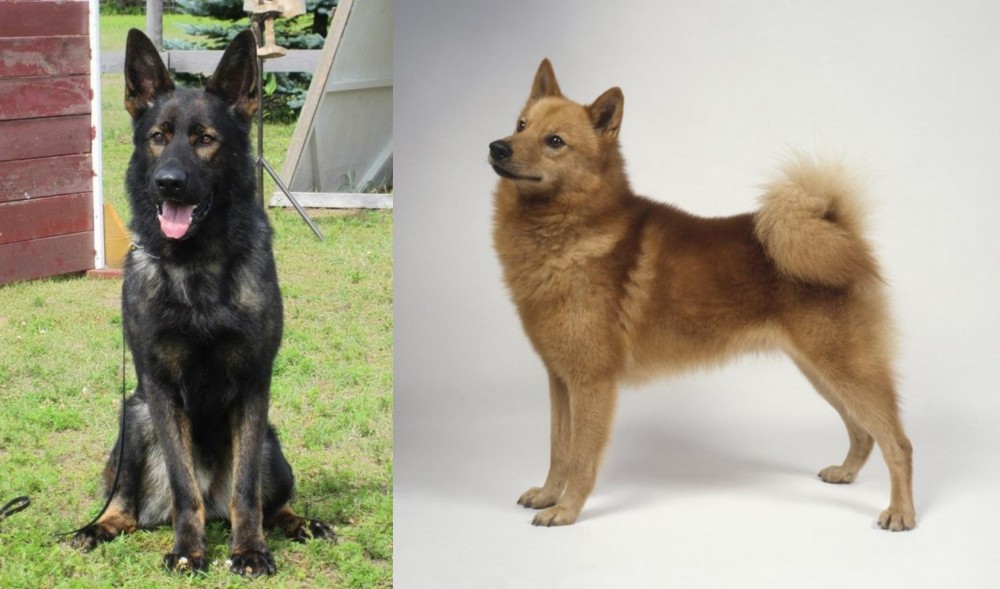 Finnish Spitz vs East German Shepherd - Breed Comparison