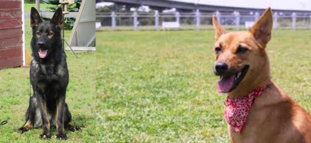 Formosan Mountain Dog vs East German Shepherd - Breed Comparison
