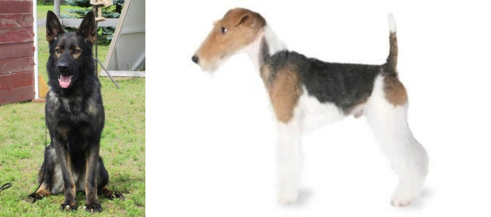 Fox Terrier vs East German Shepherd - Breed Comparison
