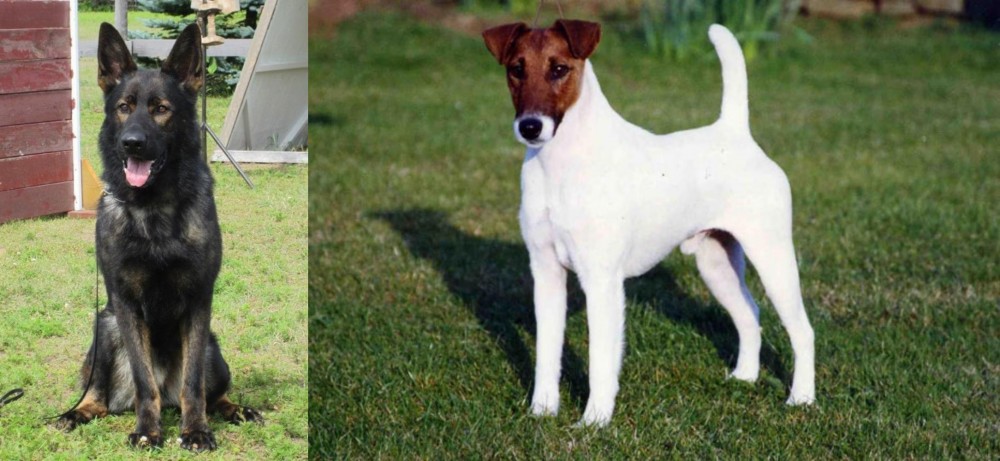 Fox Terrier (Smooth) vs East German Shepherd - Breed Comparison