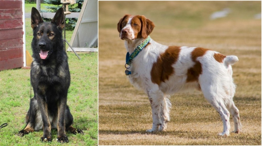 French Brittany vs East German Shepherd - Breed Comparison