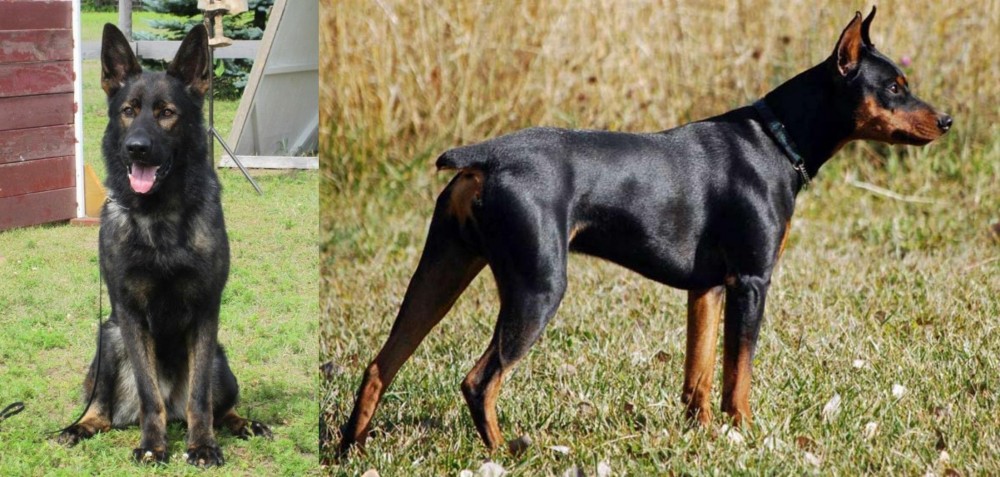 German Pinscher vs East German Shepherd - Breed Comparison
