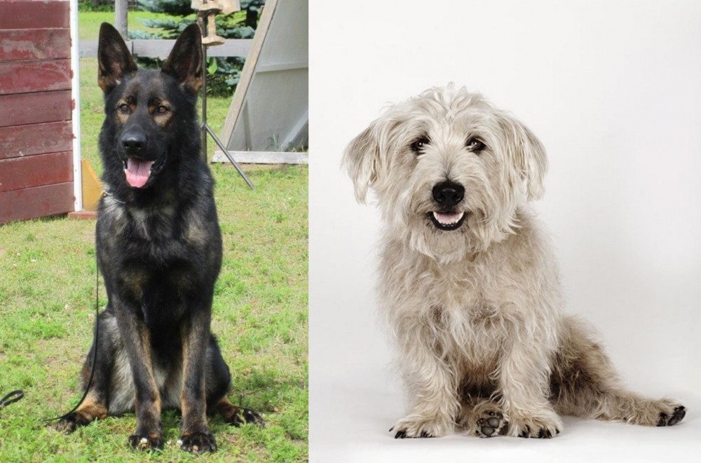 Glen of Imaal Terrier vs East German Shepherd - Breed Comparison