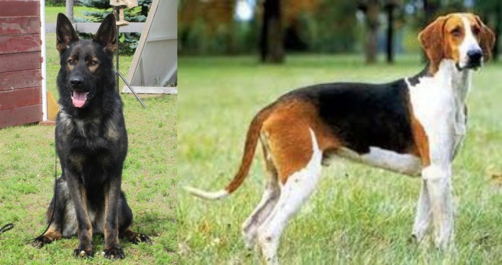 Grand Anglo-Francais Tricolore vs East German Shepherd - Breed Comparison