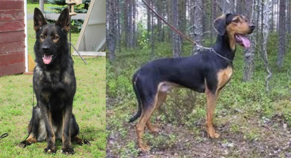 Greek Harehound vs East German Shepherd - Breed Comparison