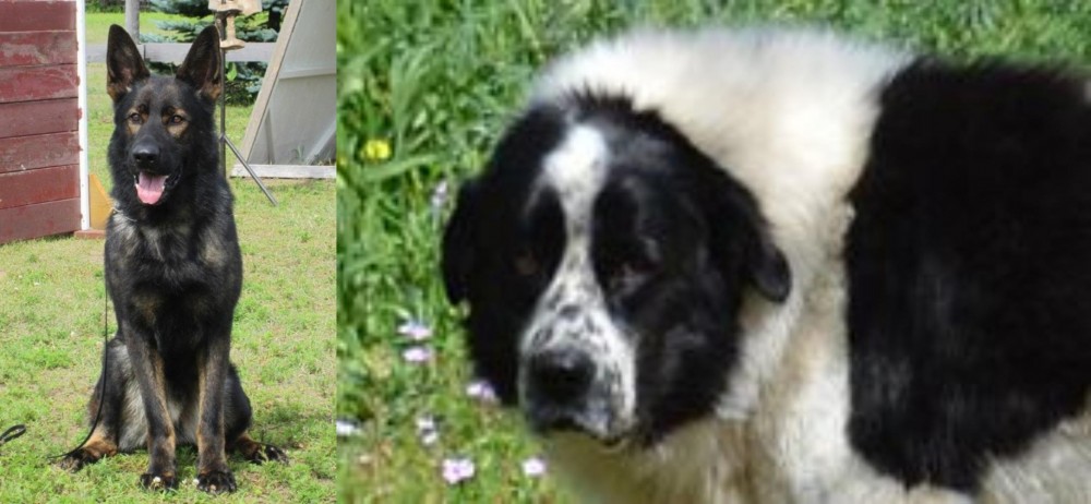 Greek Sheepdog vs East German Shepherd - Breed Comparison