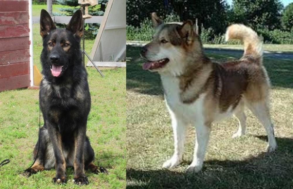 Greenland Dog vs East German Shepherd - Breed Comparison