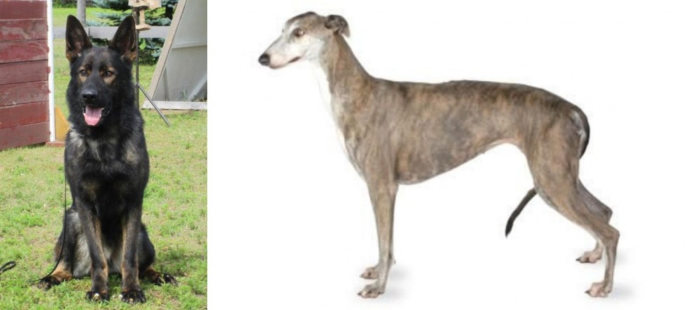 Greyhound vs East German Shepherd - Breed Comparison