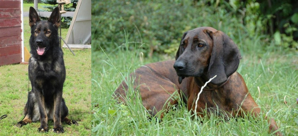 Hanover Hound vs East German Shepherd - Breed Comparison