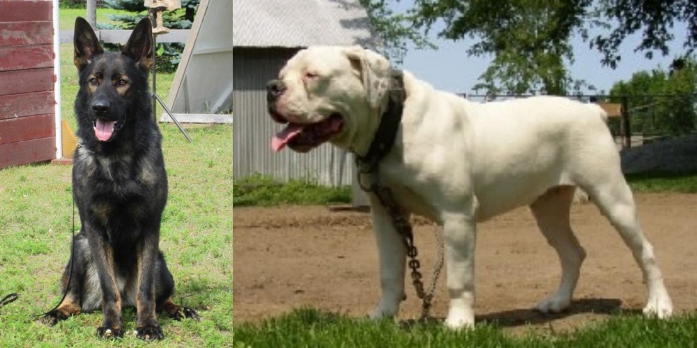 Hermes Bulldogge vs East German Shepherd - Breed Comparison