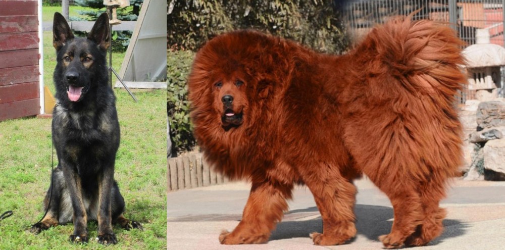Himalayan Mastiff vs East German Shepherd - Breed Comparison