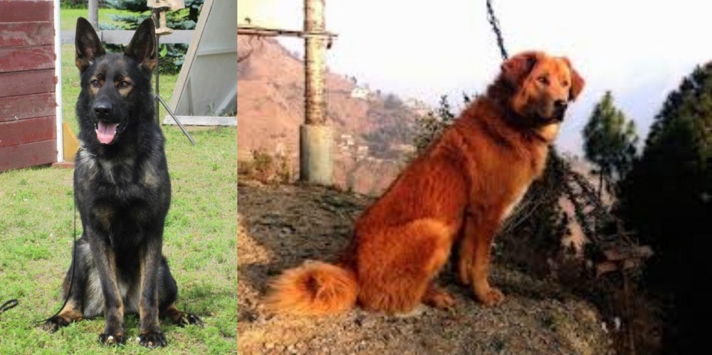 Himalayan Sheepdog vs East German Shepherd - Breed Comparison