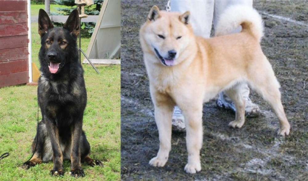 Hokkaido vs East German Shepherd - Breed Comparison