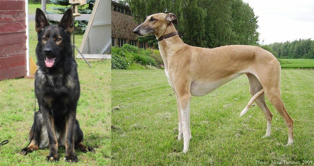 Hortaya Borzaya vs East German Shepherd - Breed Comparison