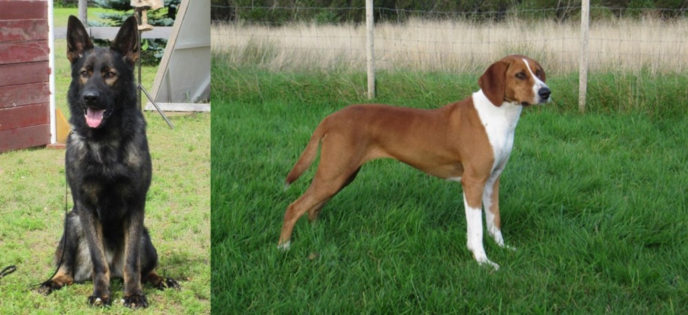 Hygenhund vs East German Shepherd - Breed Comparison