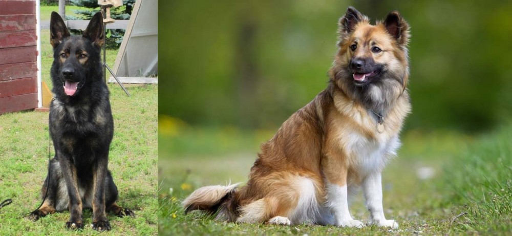 Icelandic Sheepdog vs East German Shepherd - Breed Comparison