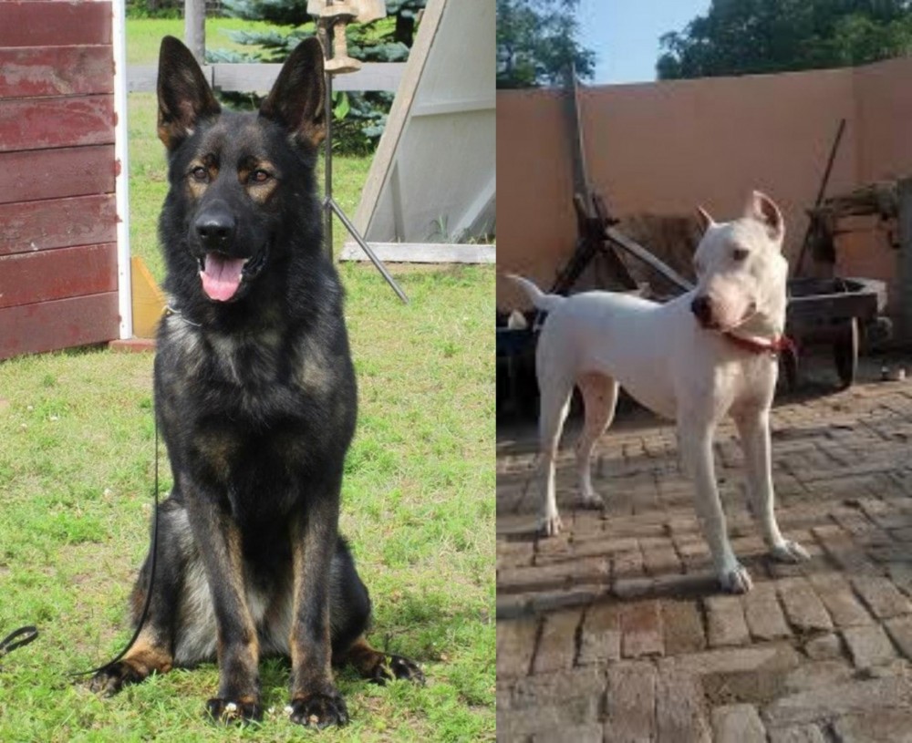 Indian Bull Terrier vs East German Shepherd - Breed Comparison