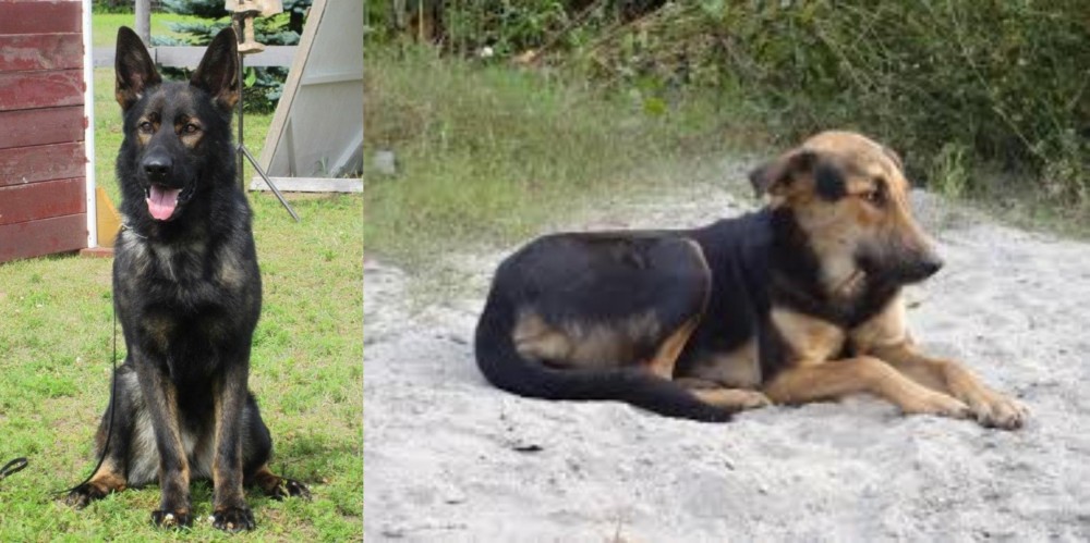 Indian Pariah Dog vs East German Shepherd - Breed Comparison