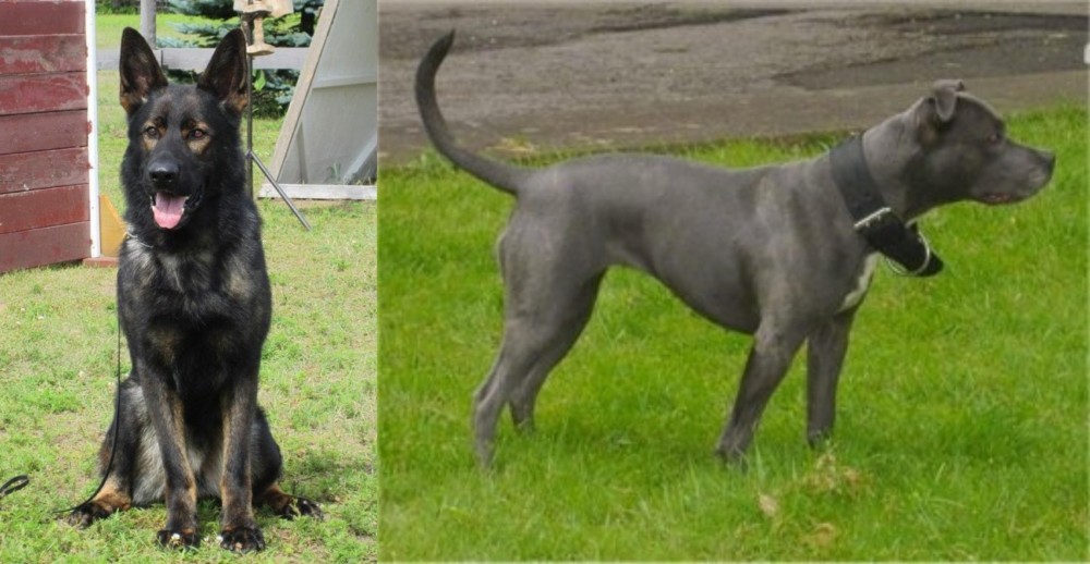 Irish Bull Terrier vs East German Shepherd - Breed Comparison