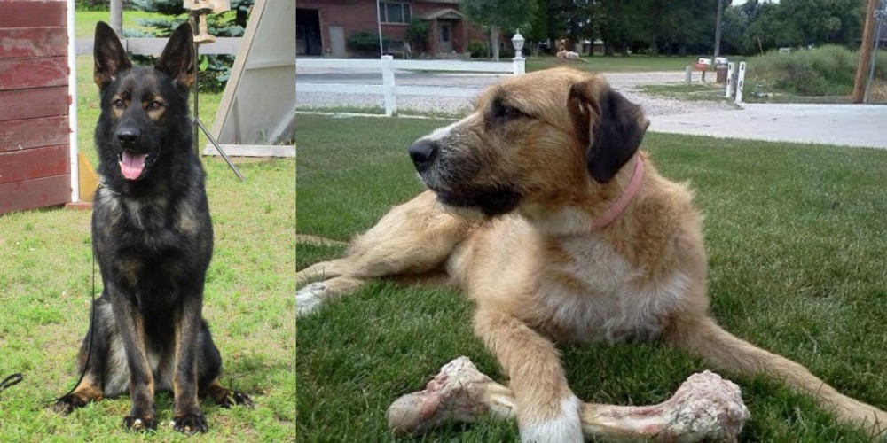 Irish Mastiff Hound vs East German Shepherd - Breed Comparison