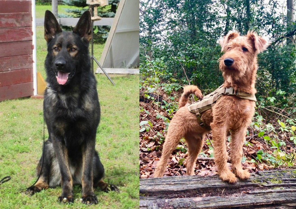 Irish Terrier vs East German Shepherd - Breed Comparison