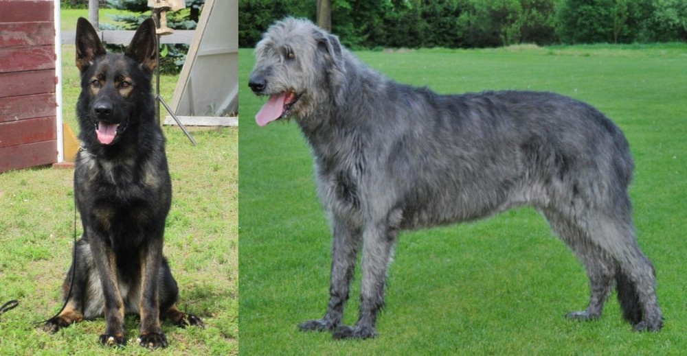 Irish Wolfhound vs East German Shepherd - Breed Comparison