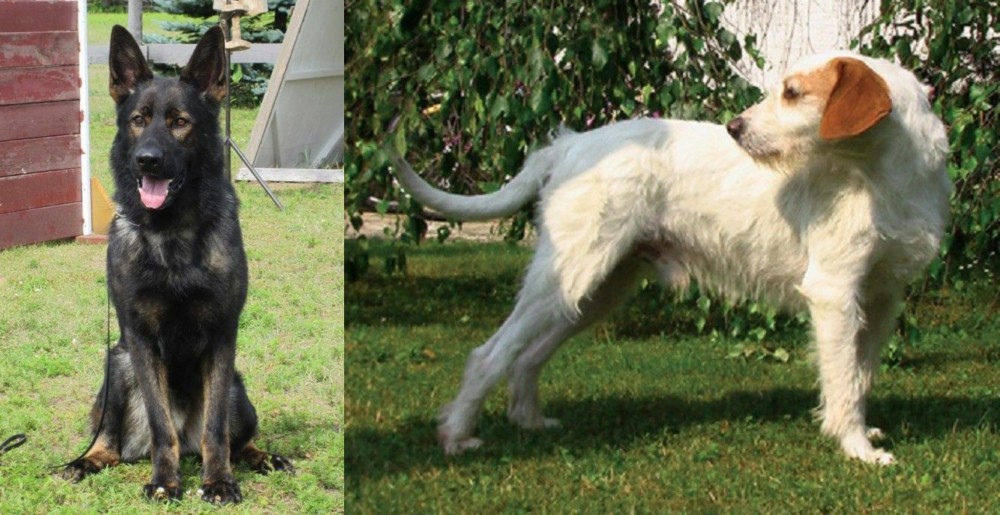 Istarski Ostrodlaki Gonic vs East German Shepherd - Breed Comparison