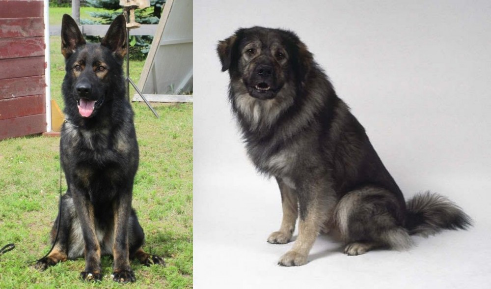 Istrian Sheepdog vs East German Shepherd - Breed Comparison