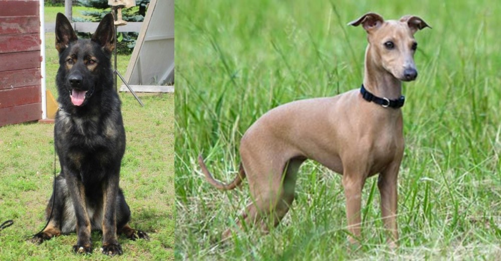 Italian Greyhound vs East German Shepherd - Breed Comparison