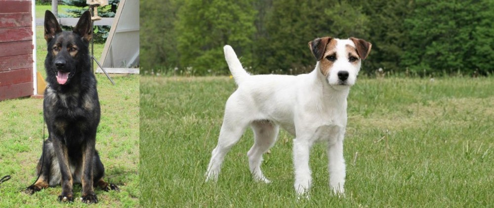Jack Russell Terrier vs East German Shepherd - Breed Comparison