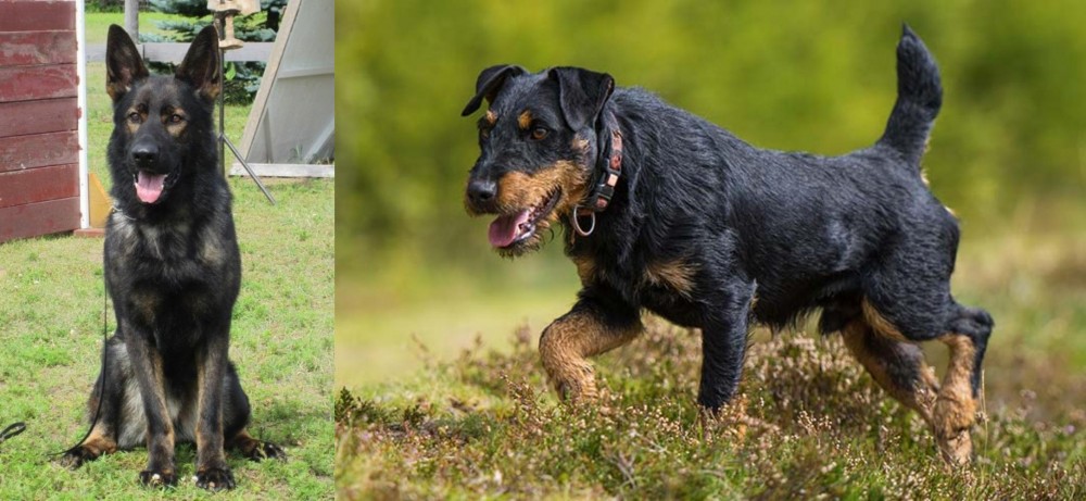 Jagdterrier vs East German Shepherd - Breed Comparison