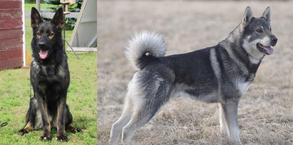 Jamthund vs East German Shepherd - Breed Comparison