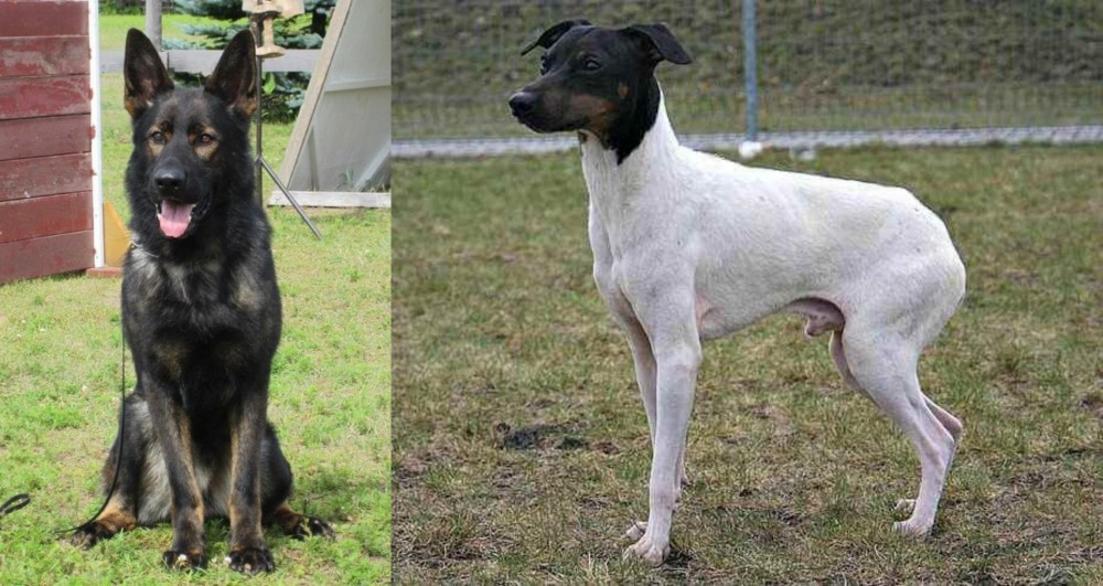 Japanese Terrier vs East German Shepherd - Breed Comparison